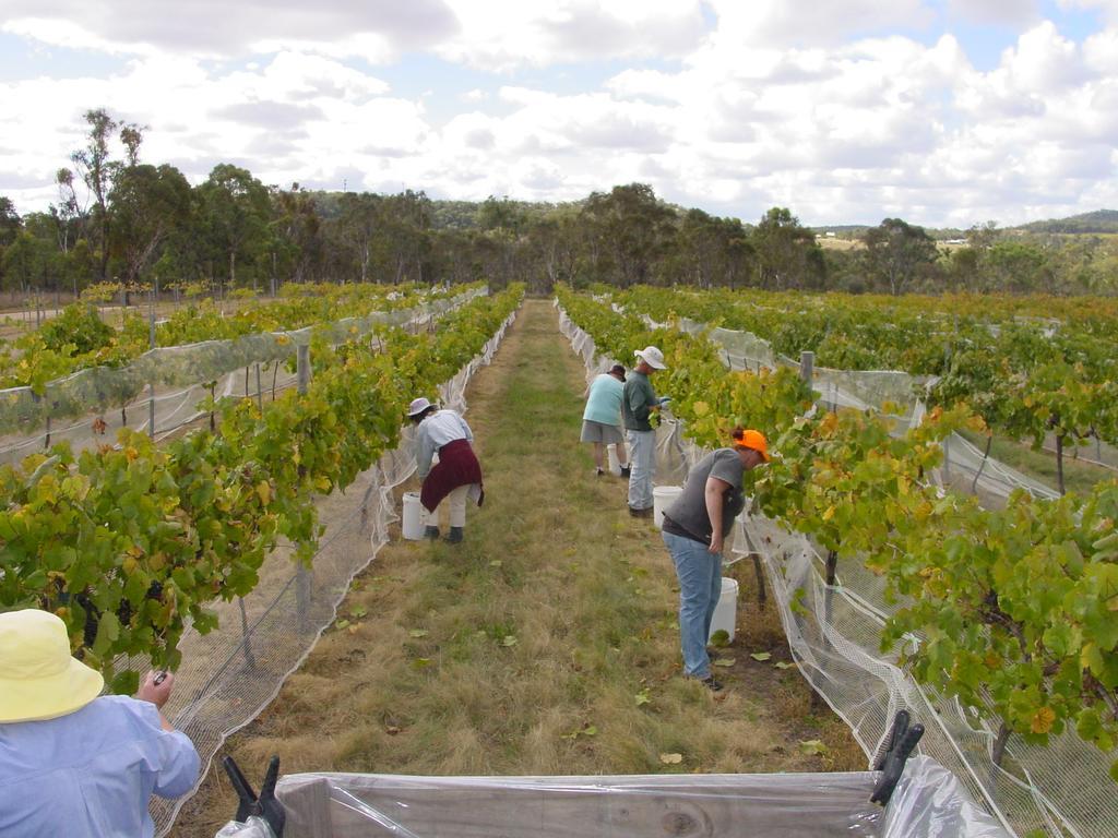 Fergies Hill Spa Cottage @ Granite Ridge Wines Ballandean Exterior foto